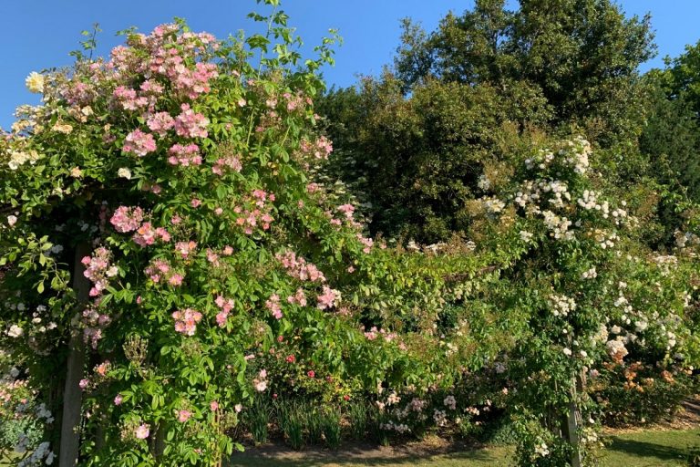 Rose Pergola