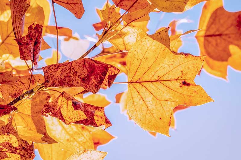 Autumn Leaves