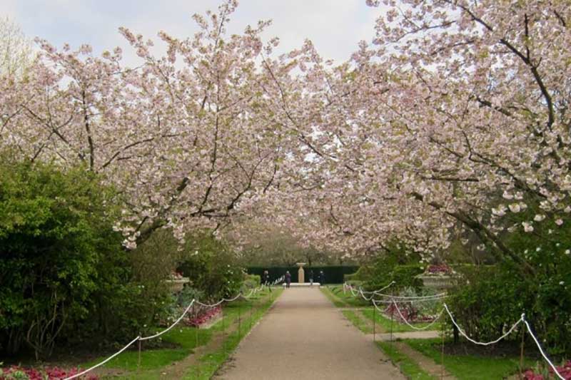 Cherry Blossom Arch