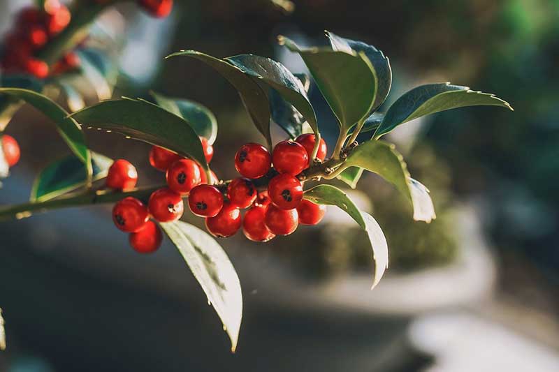 Holly