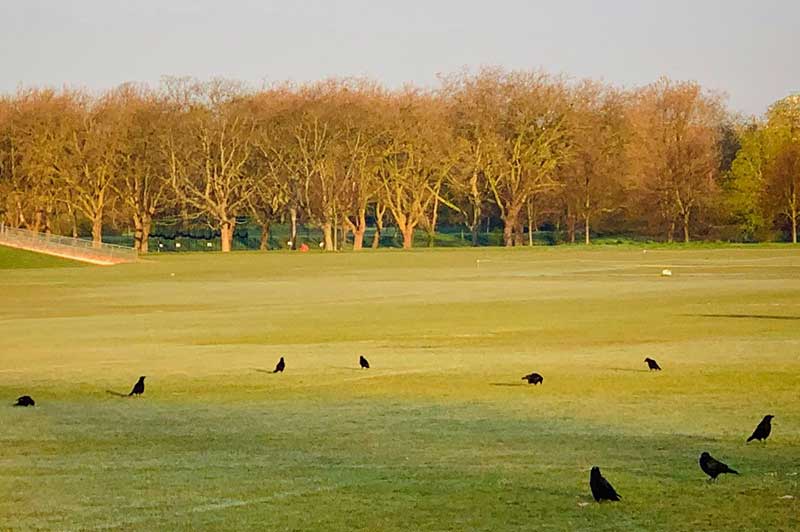 Social Distancing Birds