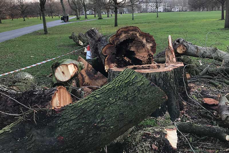 Fallen Tree