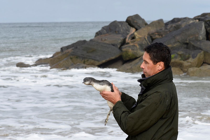 Red-Throated Diver