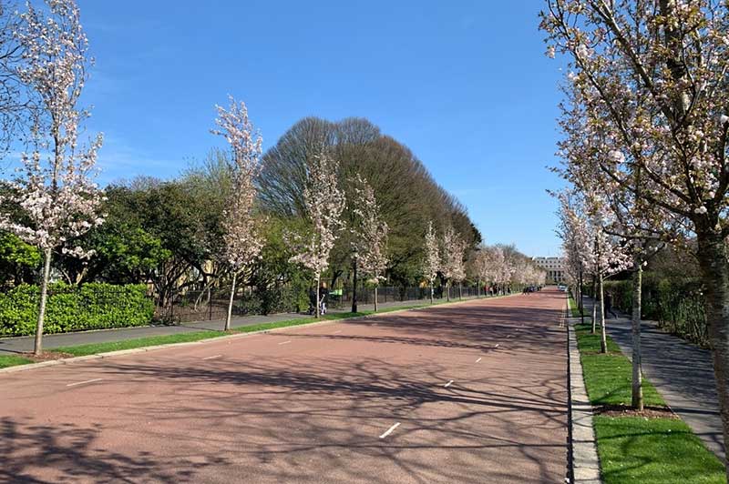 Cherry Trees on Chester Road - Trees - In the Park