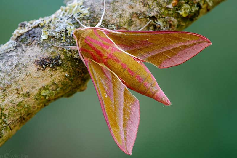 Invertebrates - Wildlife - In the Park