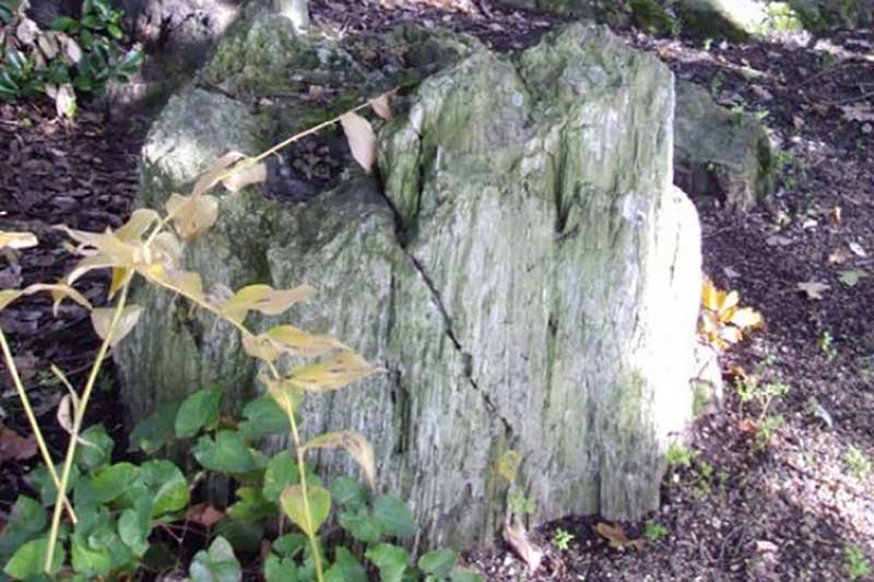 Fossilised Tree - Trees - In the Park