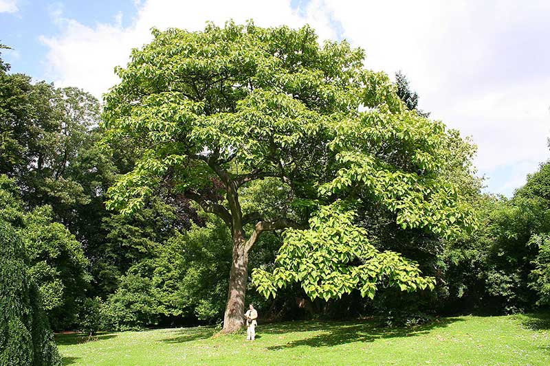 The Foxglove Tree - Trees - In the Park