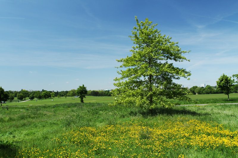 Regent's Park Meadows - Petr Brož
