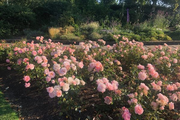 2020 July 31st Dorothy House