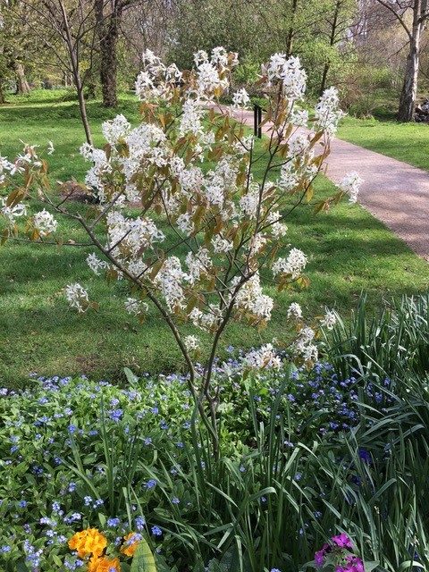 Amelanchier-lamarckii