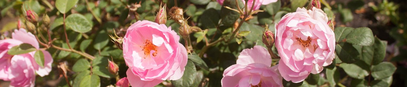 Rosa_'Skylark'_IMG_4362