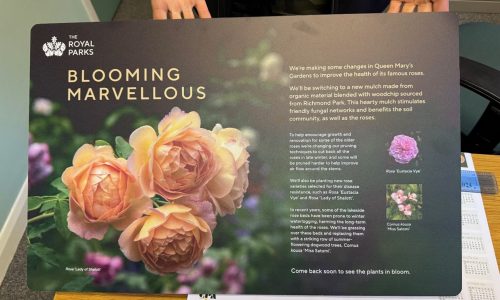 bloomingMarvellous