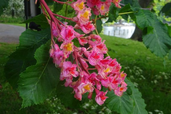 Contacts - The Friends