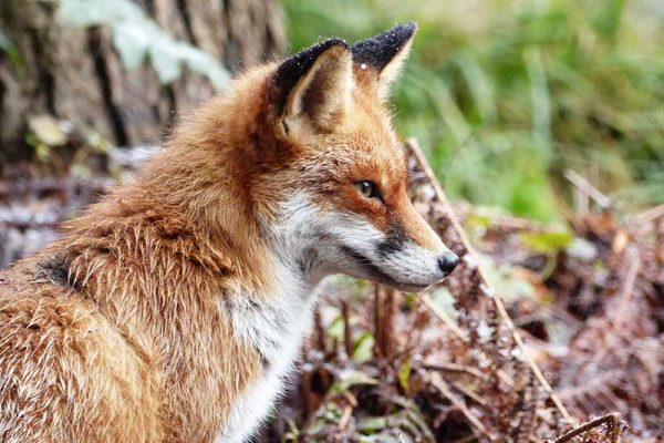 Other Wildlife - In the Park