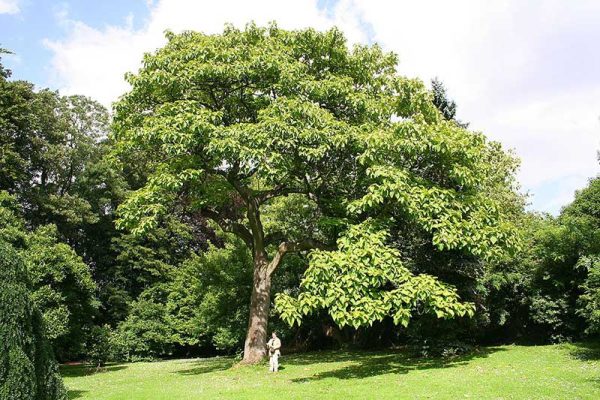 The Foxglove Tree - Trees - In the Park