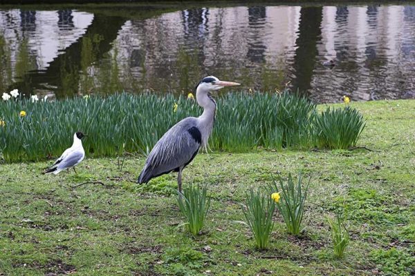 Birds - Wildlife - In the Park