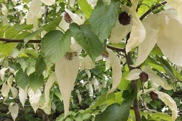 The Handkerchief Tree - Trees - In the Park