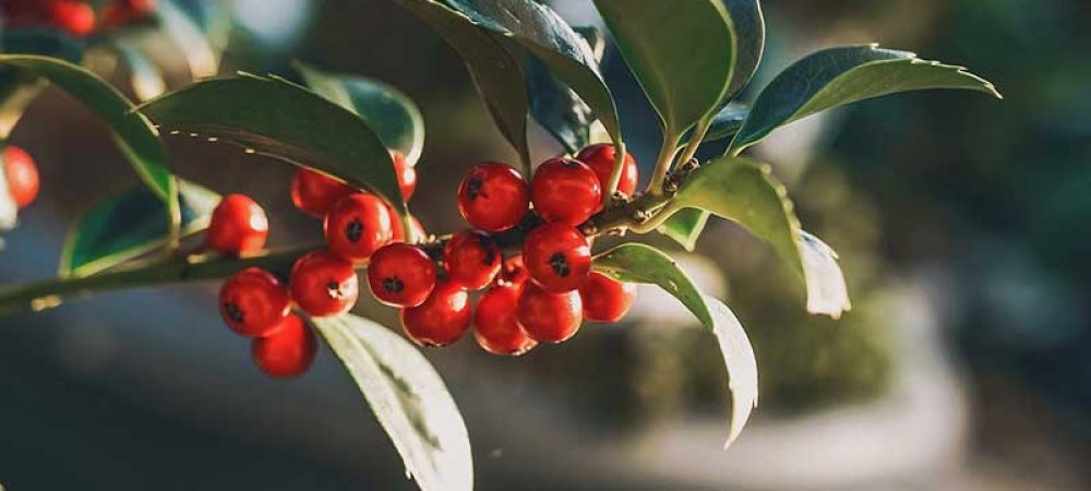 Holly
