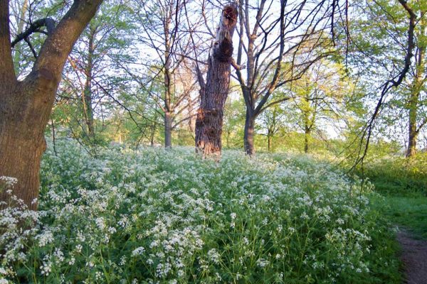 Trees in Regent's Park & Primrose Hill - In the Park