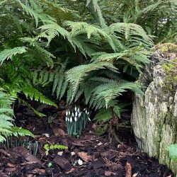 snowdrops_regents_park