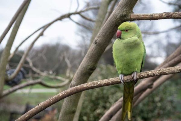 Wildlife in Regent's Park & Primrose Hill